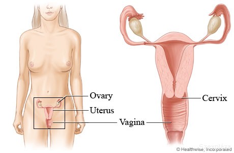 Nőgyógyászati vizsgálat, Gyno fétis pornó